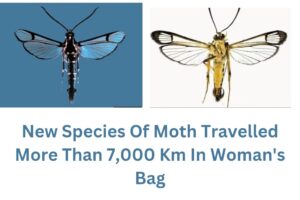 Ashleigh brought new type moth in UK in suitcase